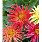 Семена Георгина Кактус микс Семена Георгина Кактус микс