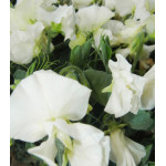 Семена Горошек душистый Вилла Рома уайт Семена Горошек душистый Вилла Рома уайт