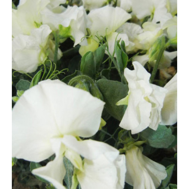 Семена Горошек душистый Вилла Рома уайт Семена Горошек душистый Вилла Рома уайт