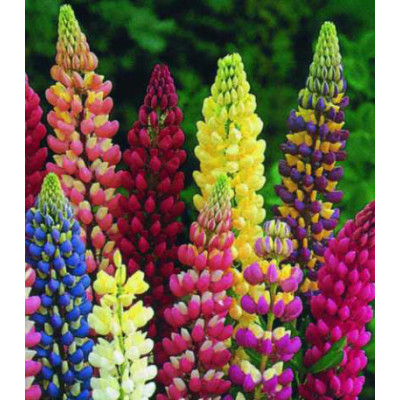 Семена Люпин Минарет