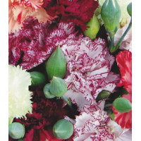 Семена Гвоздика Шабо