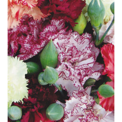 Семена Гвоздика Шабо