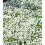 Семена Алиссум Ванильное облако Семена Алиссум Ванильное облако