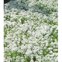 Семена Алиссум Ванильное облако