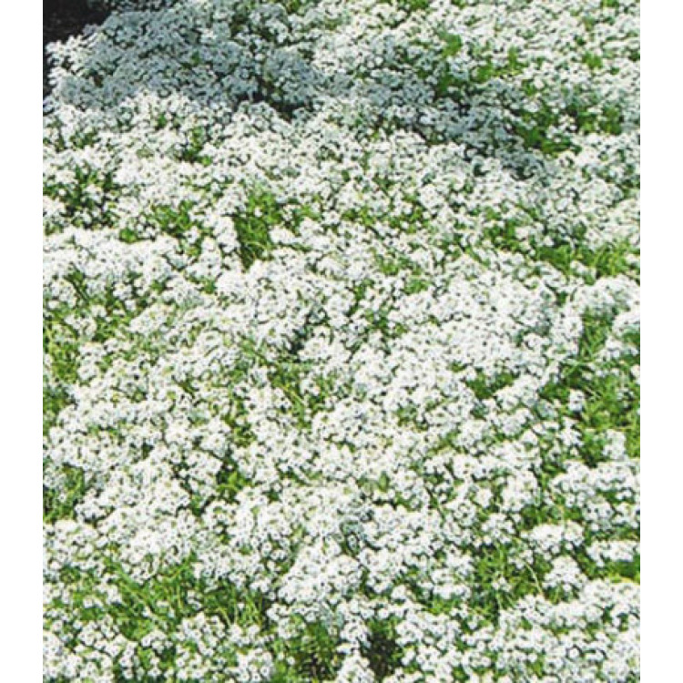 Семена Алиссум Ванильное облако Семена Алиссум Ванильное облако