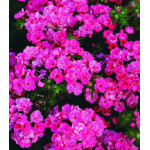 Семена Флокс Шанель Семена Флокс Шанель