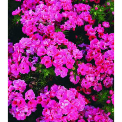 Семена Флокс Шанель