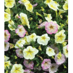 Семена Партитуния F1 Фламбе роуз Семена Партитуния F1 Фламбе роуз