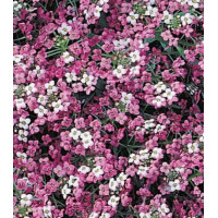Семена Алиссум Розовая королева
