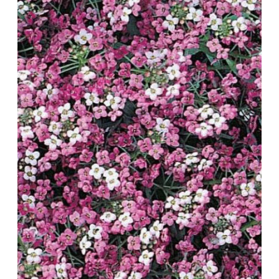 Семена Алиссум Розовая королева