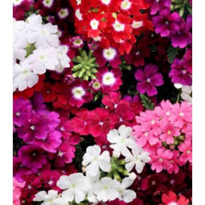 Семена Вербена F1 Кварц Патриот