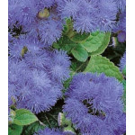 Семена Агератум Весенние капели Семена Агератум Весенние капели