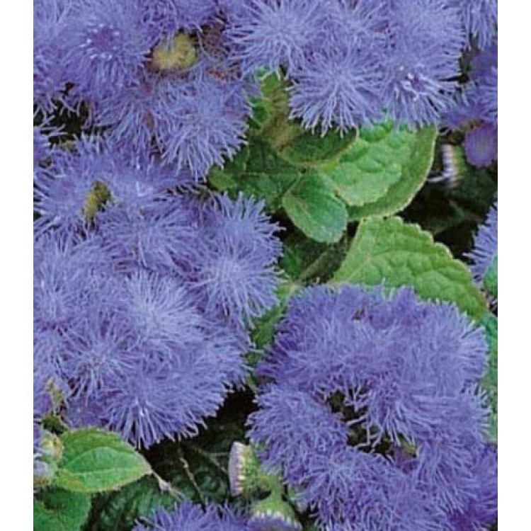 Семена Агератум Весенние капели Семена Агератум Весенние капели