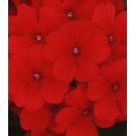 Семена Вербена F1 Кварц Скарлет Семена Вербена F1 Кварц Скарлет