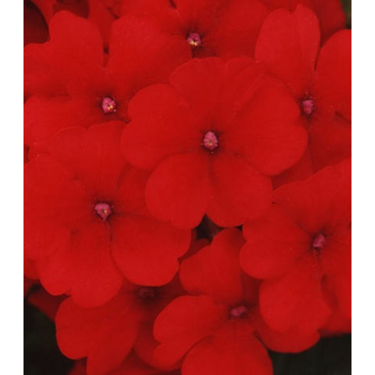 Семена Вербена F1 Кварц Скарлет Семена Вербена F1 Кварц Скарлет