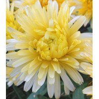 Семена Календула Танжеринг Лимон