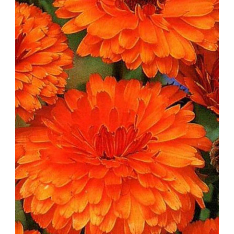 Семена Календула махровая Индийский принц Семена Календула махровая Индийский принц