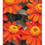 Семена Цинния F1 Захара Хай Ред Семена Цинния F1 Захара Хай Ред