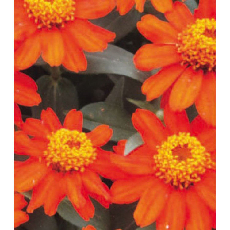 Семена Цинния F1 Захара Хай Ред Семена Цинния F1 Захара Хай Ред