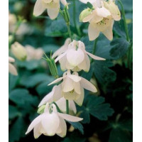 Семена Аквилегия Камео белая