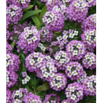 Семена Алиссум Фиолетовая королева Семена Алиссум Фиолетовая королева