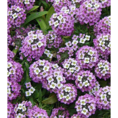 Семена Алиссум Фиолетовая королева