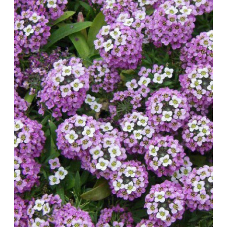 Семена Алиссум Фиолетовая королева Семена Алиссум Фиолетовая королева
