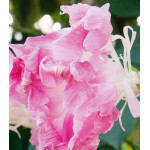 Семена Ипомея Шантеклер Семена Ипомея Шантеклер