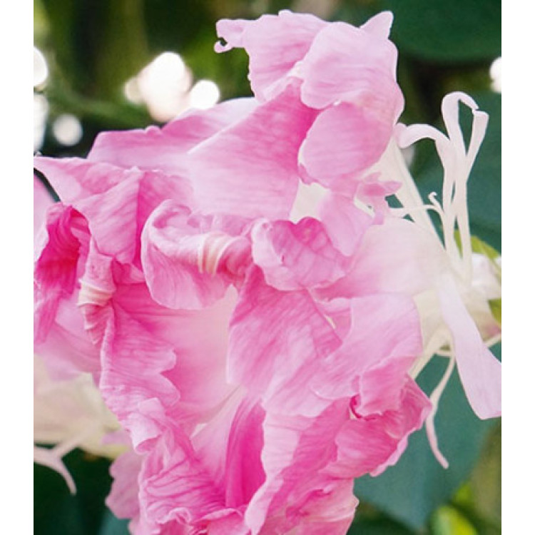 Семена Ипомея Шантеклер Семена Ипомея Шантеклер