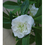 Семена Бальзамин Том Самб белый Семена Бальзамин Том Самб белый