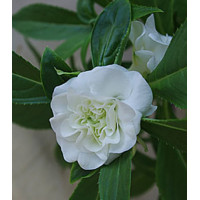 Семена Бальзамин Том Самб белый