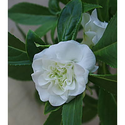 Семена Бальзамин Том Самб белый