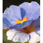 Семена Примула F1 Ты и Я Семена Примула F1 Ты и Я