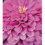 Семена Цинния Ру��ский Размер розовая Семена Цинния Ру��ский Размер розовая