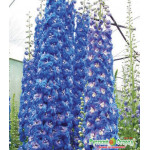 Семена Дельфиниум F1 Санни скай Семена Дельфиниум F1 Санни скай