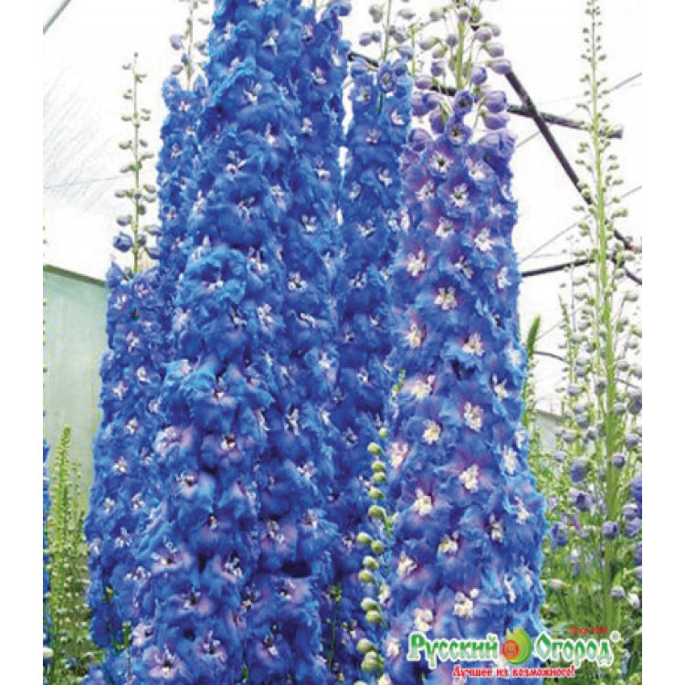 Семена Дельфиниум F1 Санни скай Семена Дельфиниум F1 Санни скай