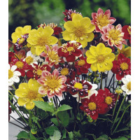 Семена Георгина Коларетта Денди