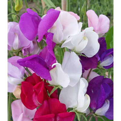 Семена Горошек душистый Спенсер