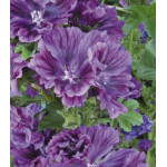 Семена Мальва Зебрина сиреневая Семена Мальва Зебрина сиреневая