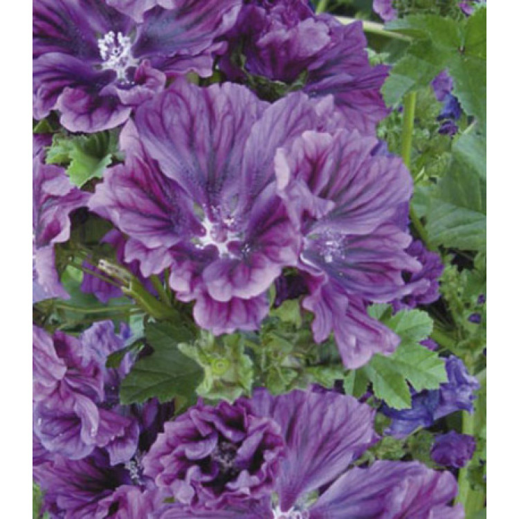 Семена Мальва Зебрина сиреневая Семена Мальва Зебрина сиреневая