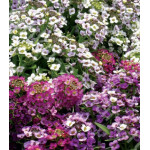 Семена Алиссум Мэджик циклес микс Семена Алиссум Мэджик циклес микс