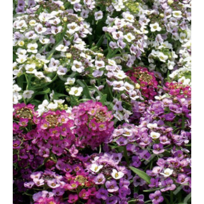 Семена Алиссум Мэджик циклес микс