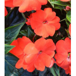 Семена Бальзамин новогвинейский F1 Дивайн Оранж Семена Бальзамин новогвинейский F1 Дивайн Оранж