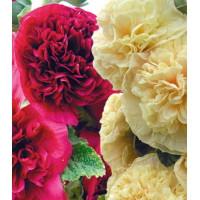 Семена Мальва Гирлянда смесь