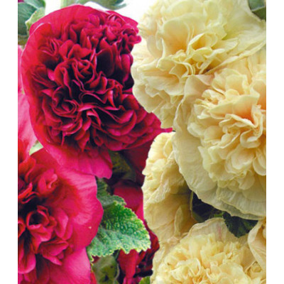 Семена Мальва Гирлянда смесь