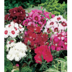 Семена Гвоздика F1 Диана смесь Семена Гвоздика F1 Диана смесь