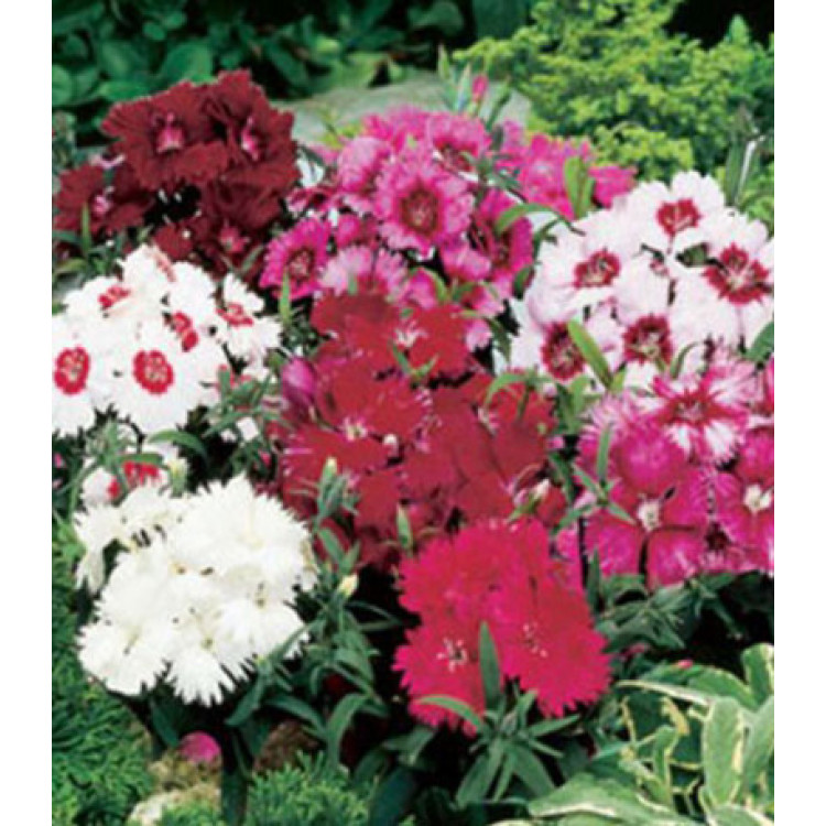 Семена Гвоздика F1 Диана смесь Семена Гвоздика F1 Диана смесь