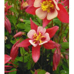 Семена Аквилегия Огненная Звезда Семена Аквилегия Огненная Звезда