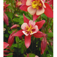 Семена Аквилегия Огненная Звезда