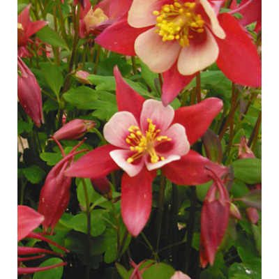 Семена Аквилегия Огненная Звезда